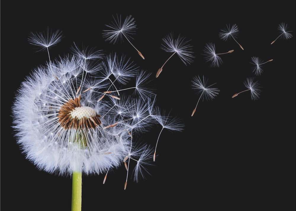 Pusteblume | Leinwand