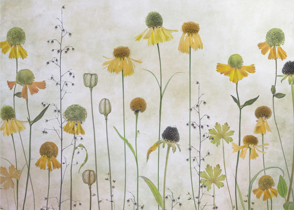 Helenium | Tapete