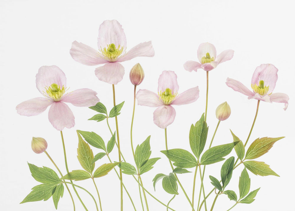 Clematis | Leinwand