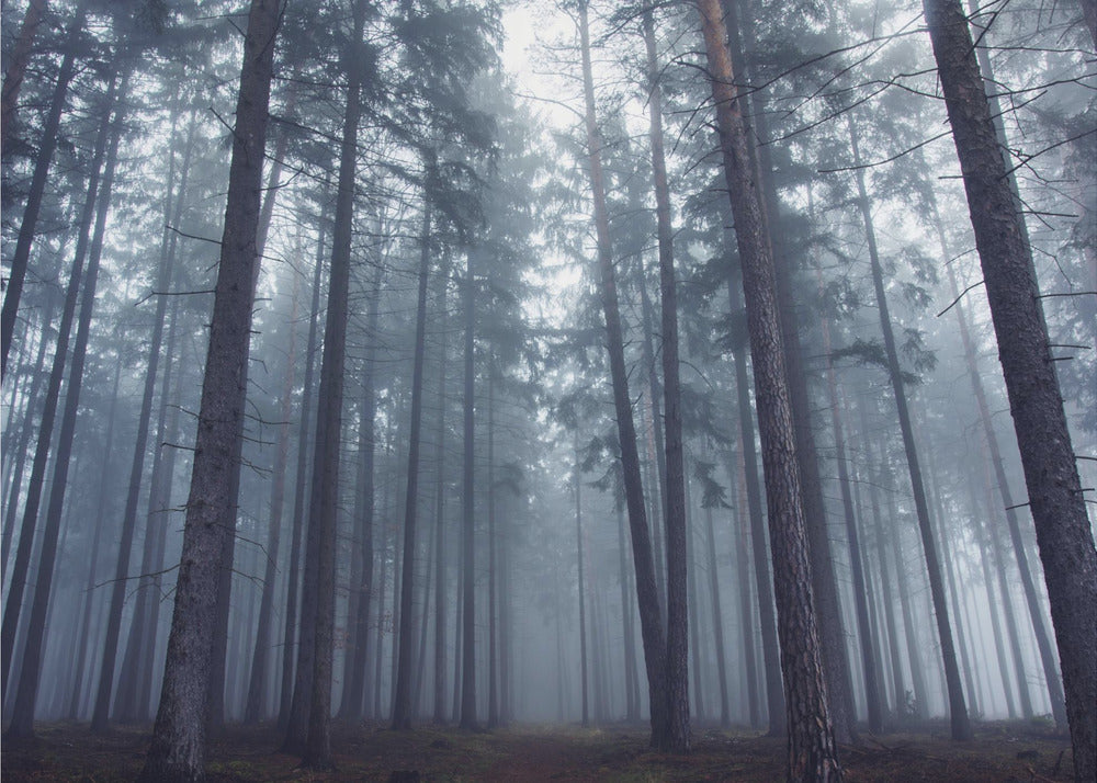 Geheimnisvoller Nebelwald. | Leinwand