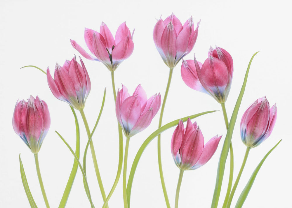 Tulip blush | Canvas
