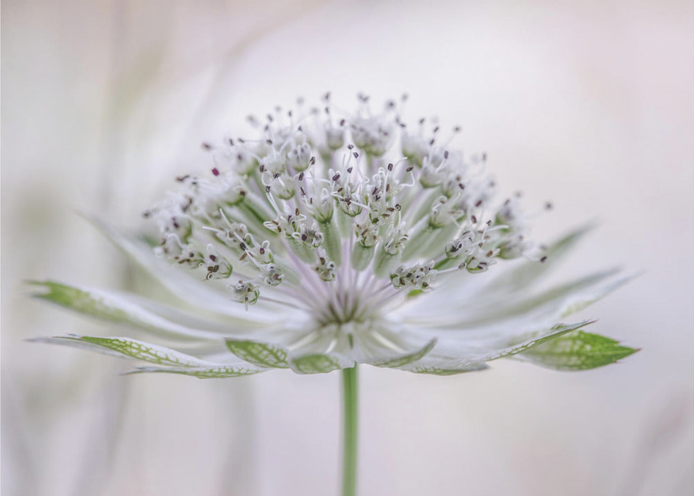 Astrantia | Leinwand
