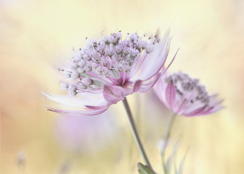 Rosa Astrantia | Leinwand