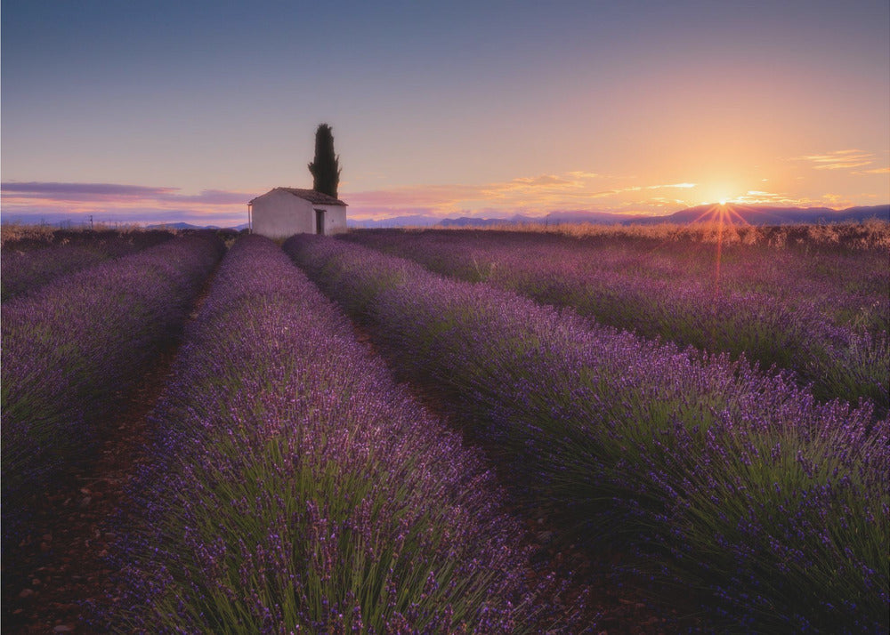 Provence Lavender | Canvas