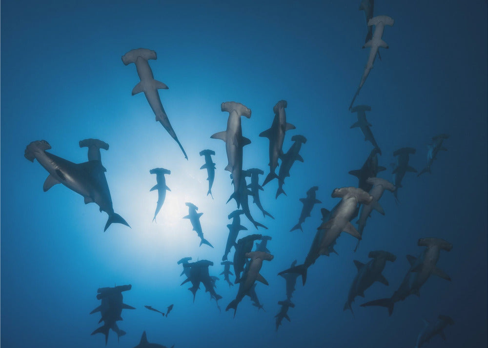 Hammerhead Shark - Underwater Photography | Canvas