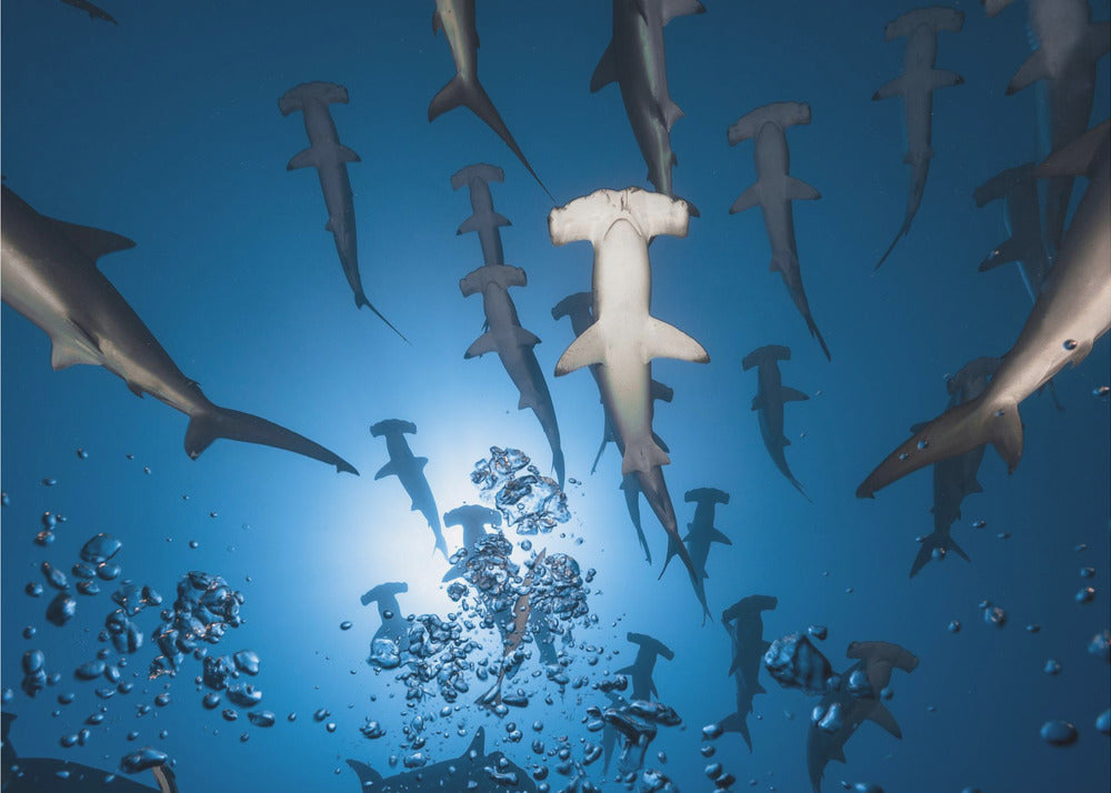 Hammerhead Shark | Canvas