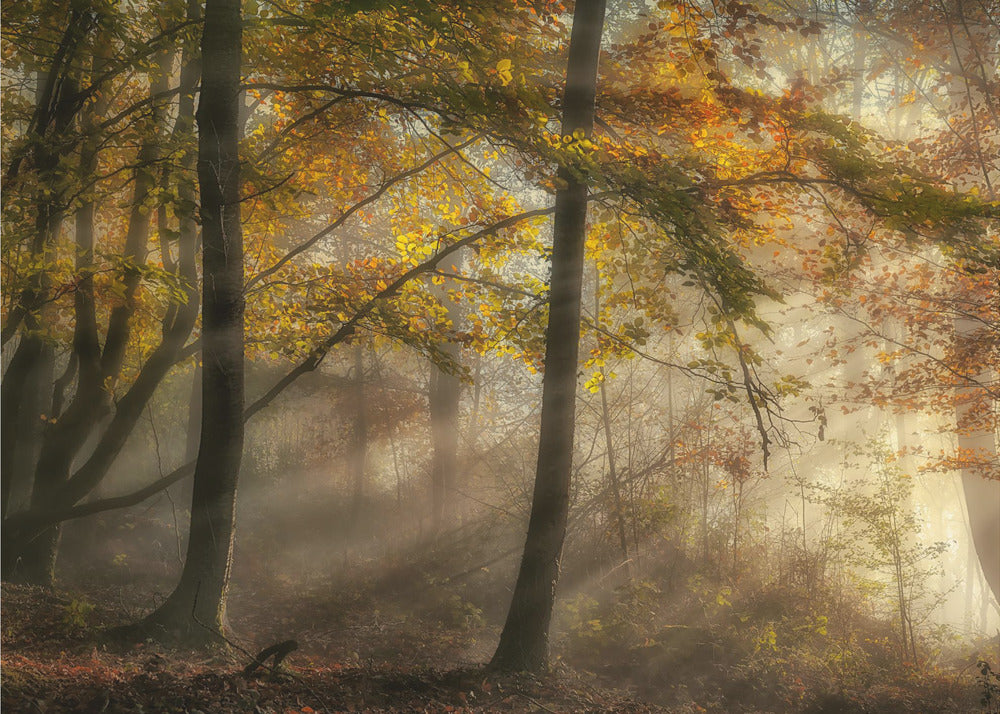 Die Lichter des Waldes | Hintergrundbild