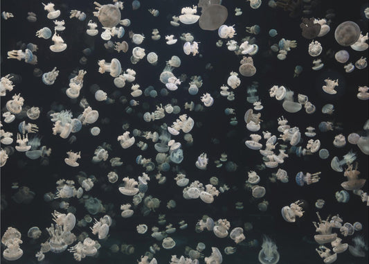 Just some Jellies | Canvas