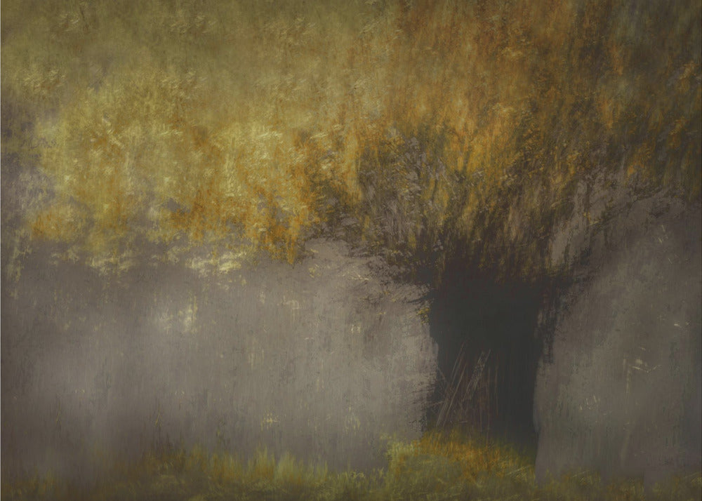 Pollard willow | Canvas