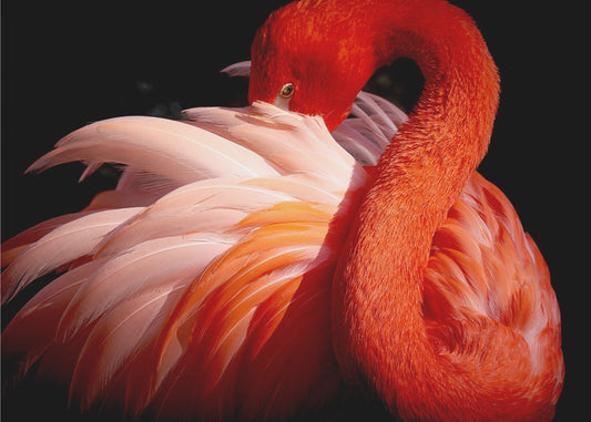 Flamingo | Tapete