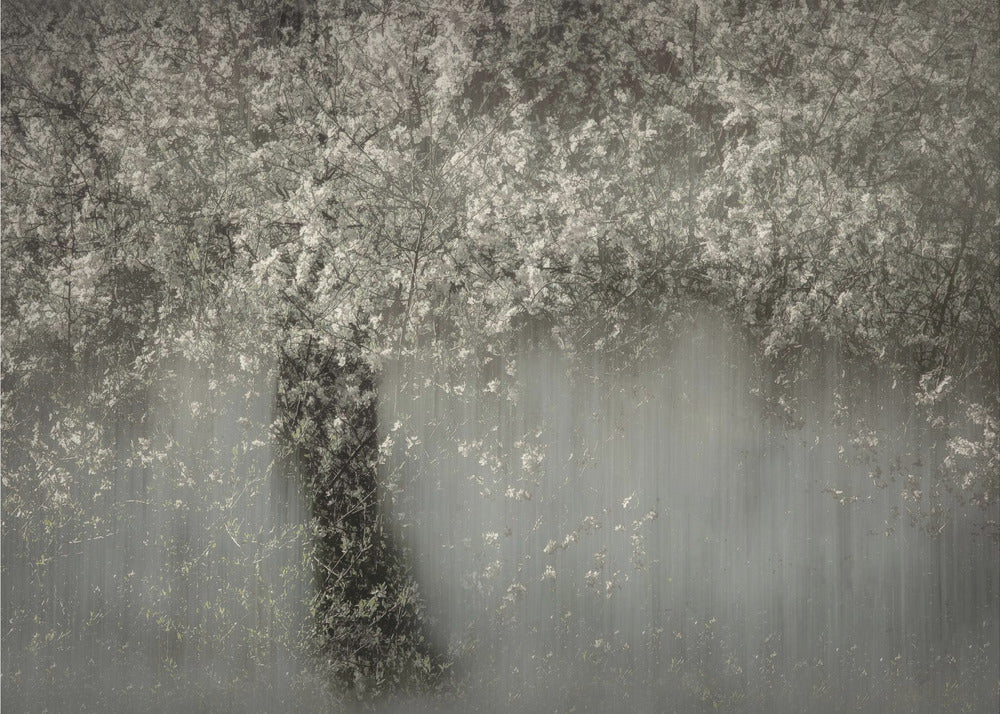 Weiße Blüte | Leinwand