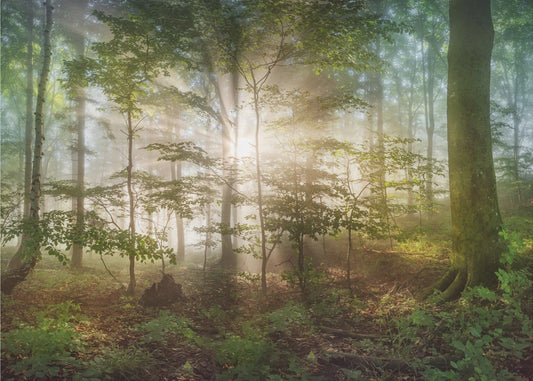 Morgensonne | Tapete