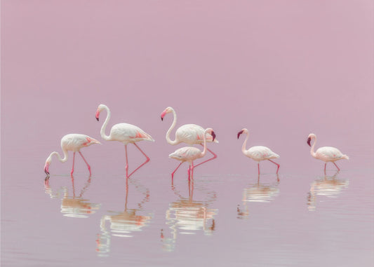 Flamingos | Tapete