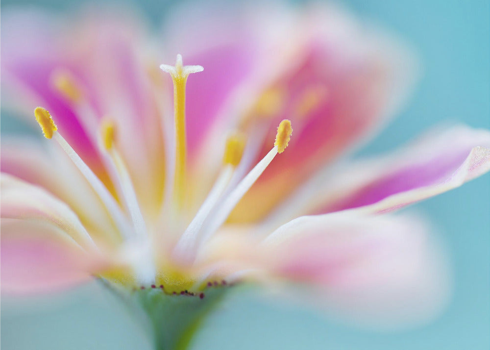 Lewisia | Leinwand
