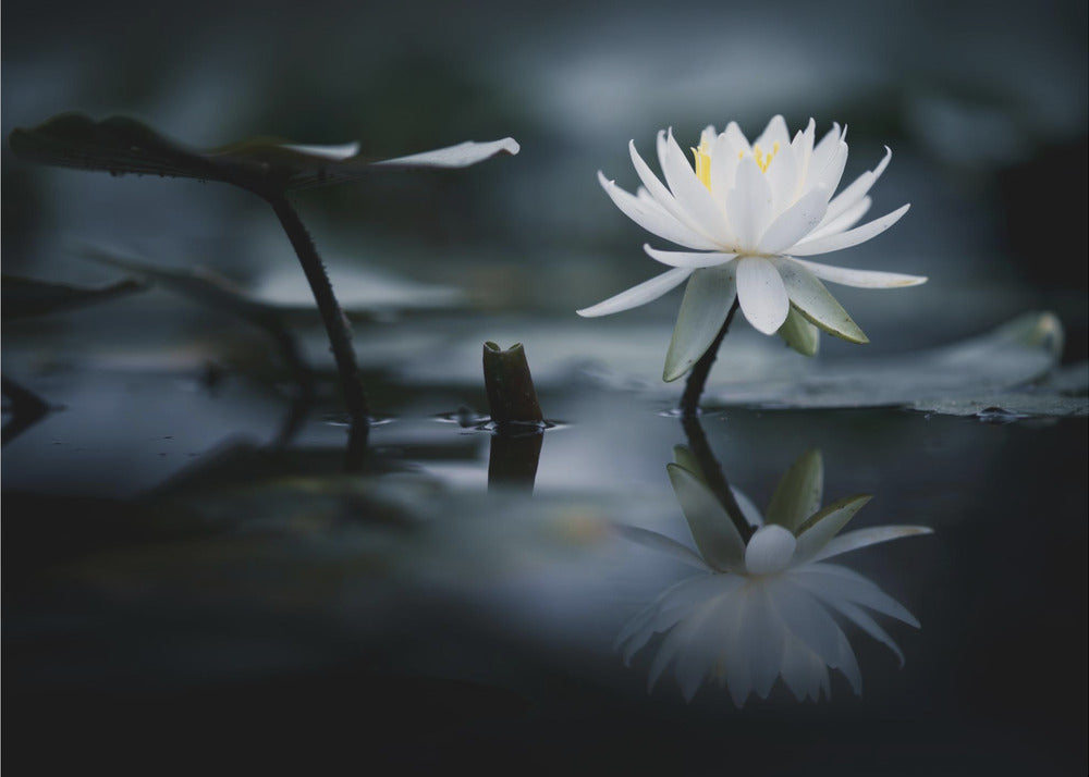 Reflexion | Poster