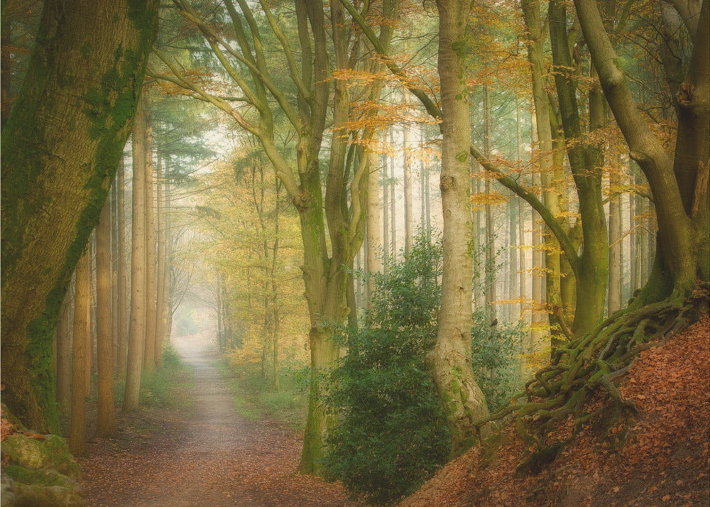 Dem Nebel folgen | Leinwand