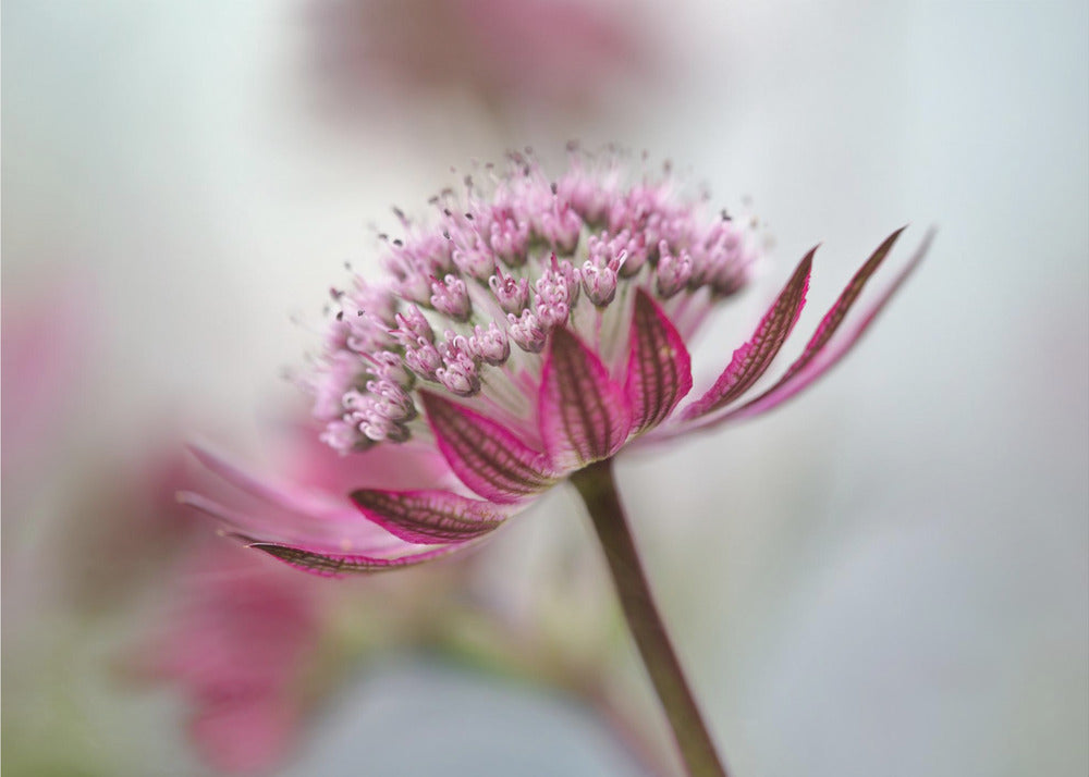 Astrantia | Leinwand