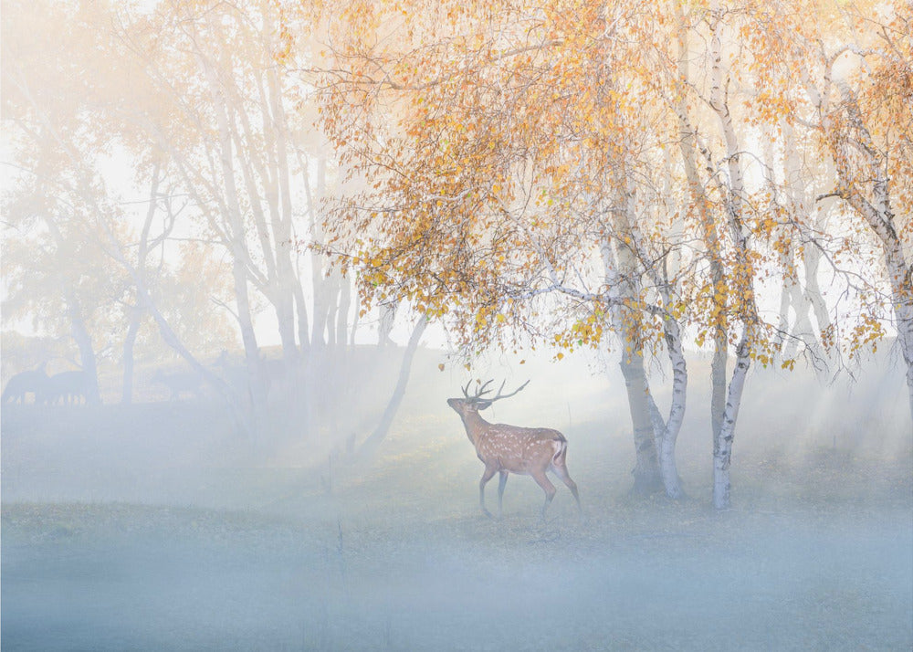 Elch im Nebel verloren | Leinwand