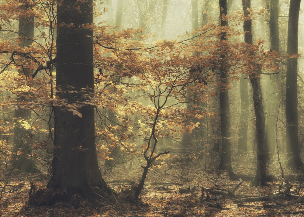 Soft fall | Poster