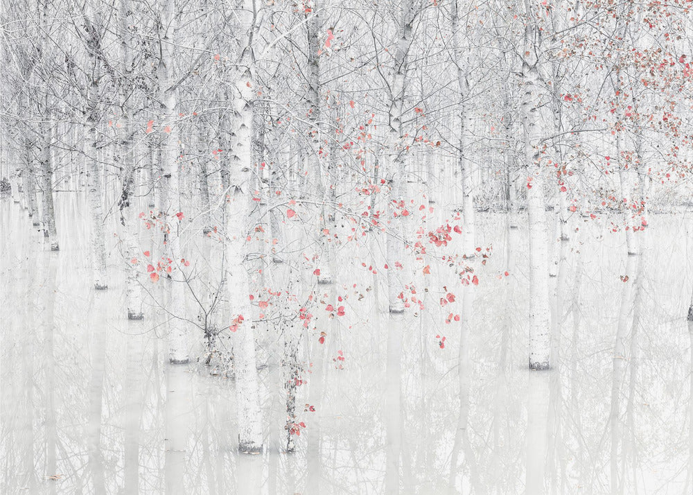 Red & white | Canvas