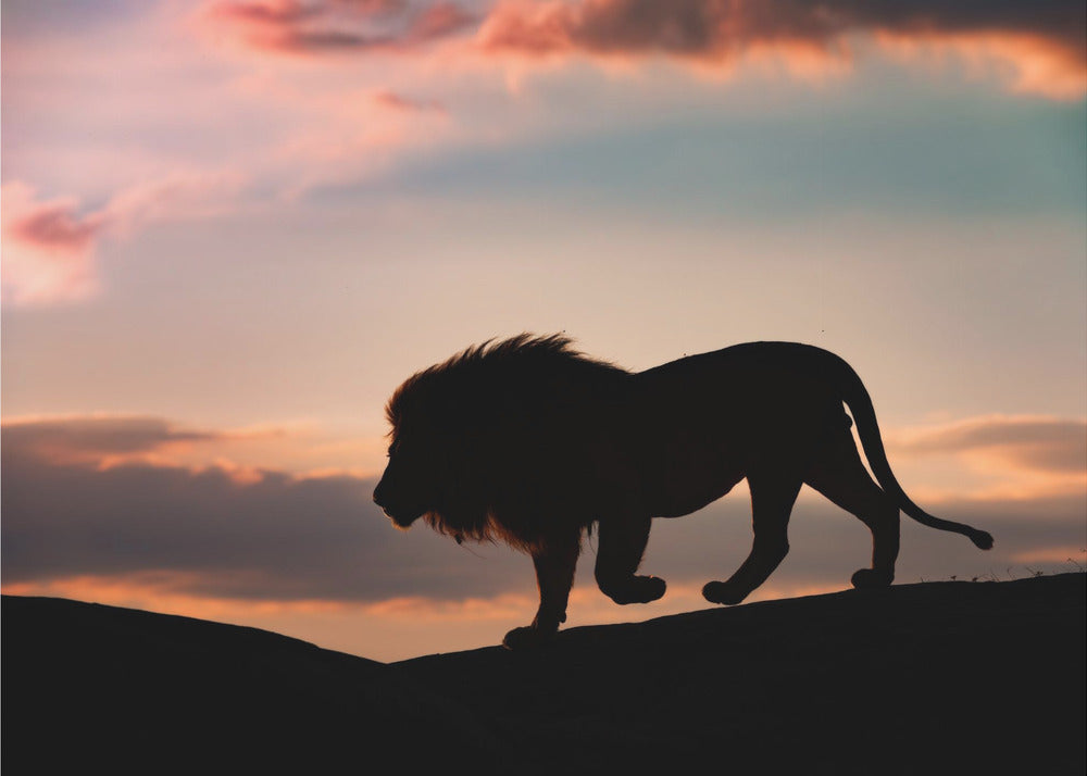 Sonnenuntergang in der Serengeti | Hintergrundbild