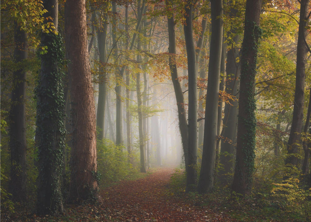 Bunter Herbstwald | Tapete