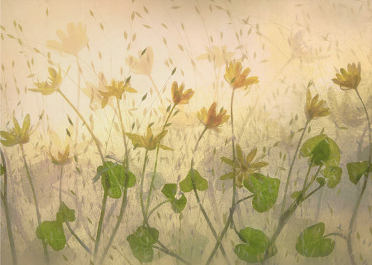 Sonnige Blumen | Poster