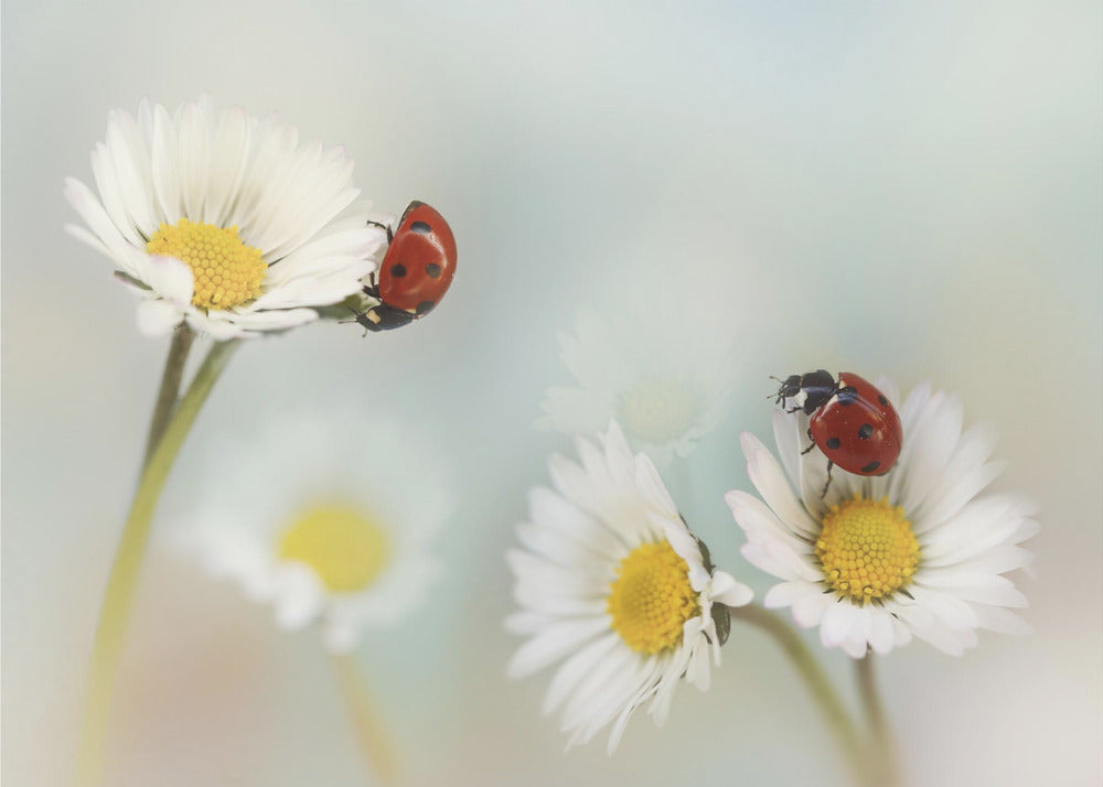 Frühling... | Poster