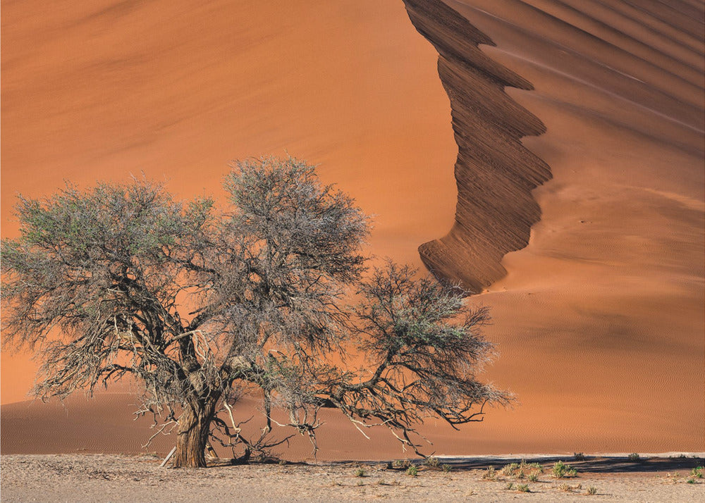 Acacia in the desert | Poster