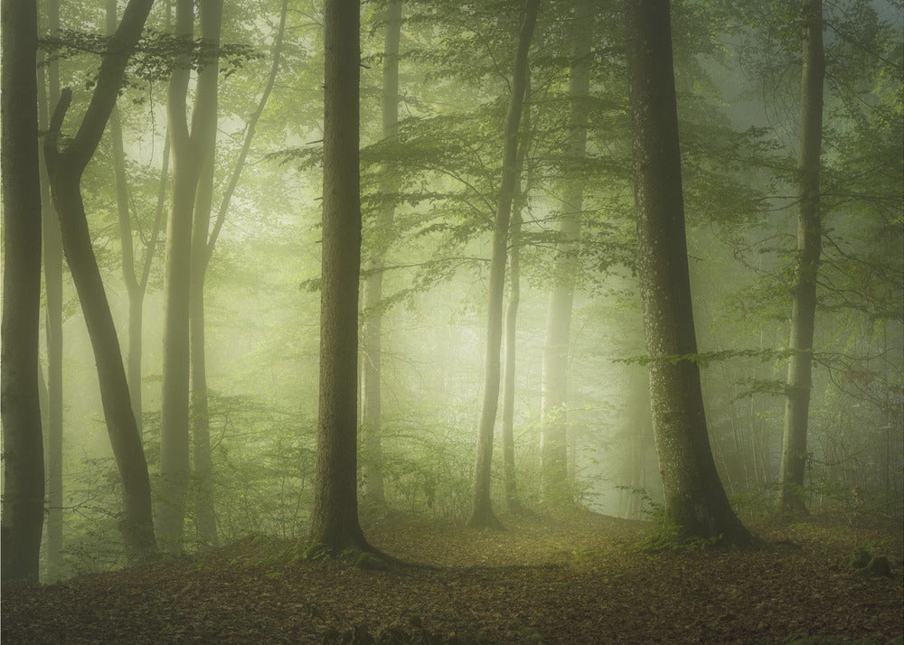 Mysterious Spring Morning | Canvas