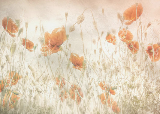 Mohnblumen auf dem Feld | Poster