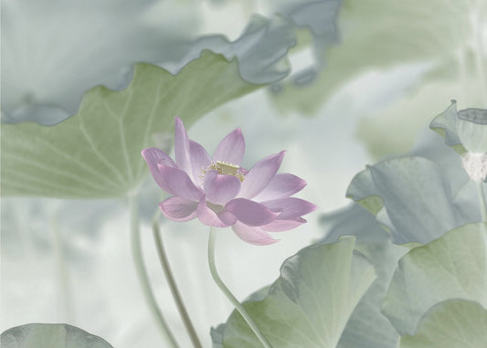 Lotus | Leinwand