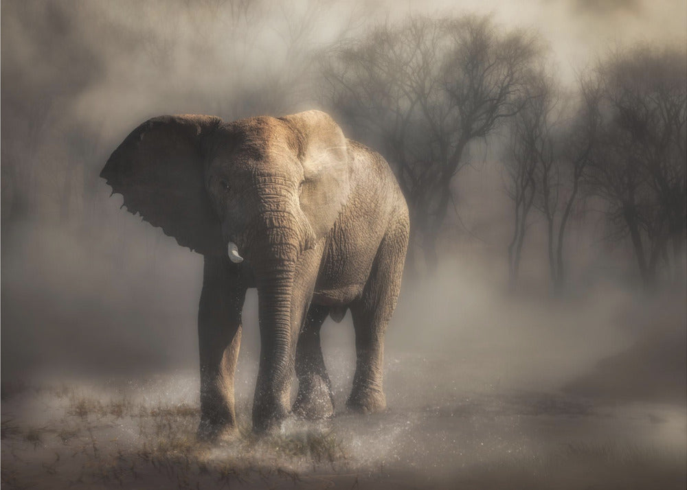 „… Elefant trinkt Wasser …“ | Leinwand