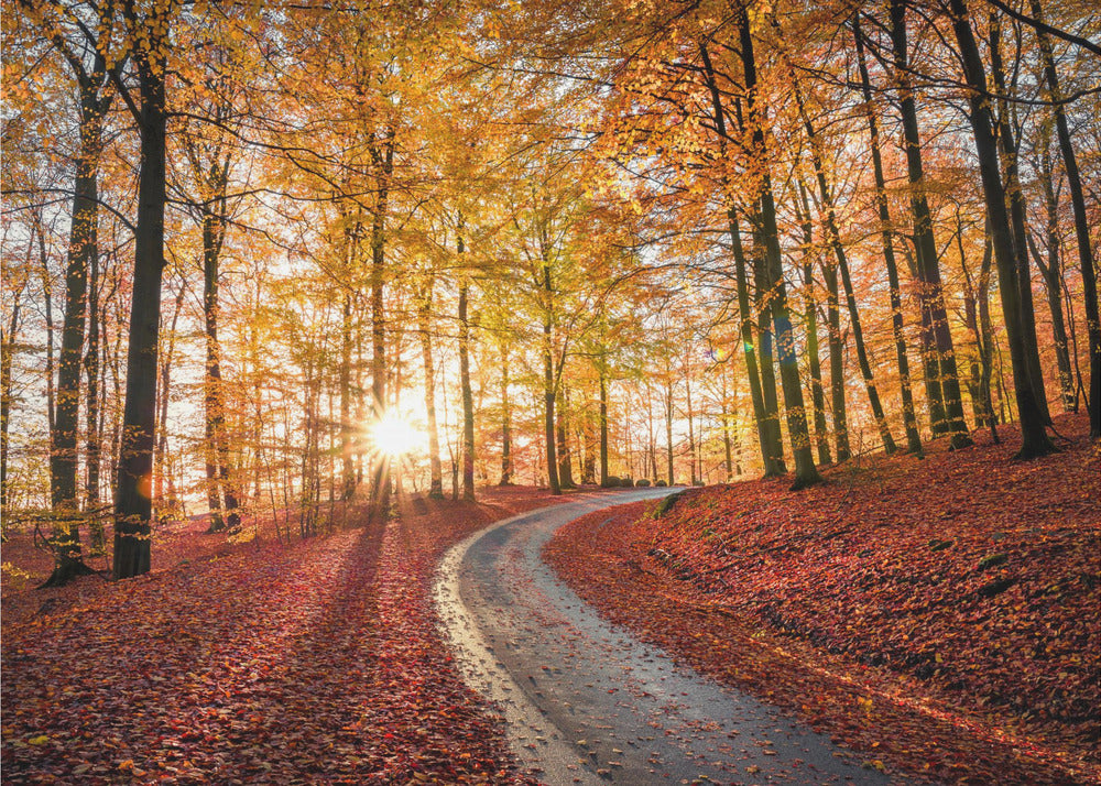 Road in Söderåsen nationalpark, Sweden | Canvas