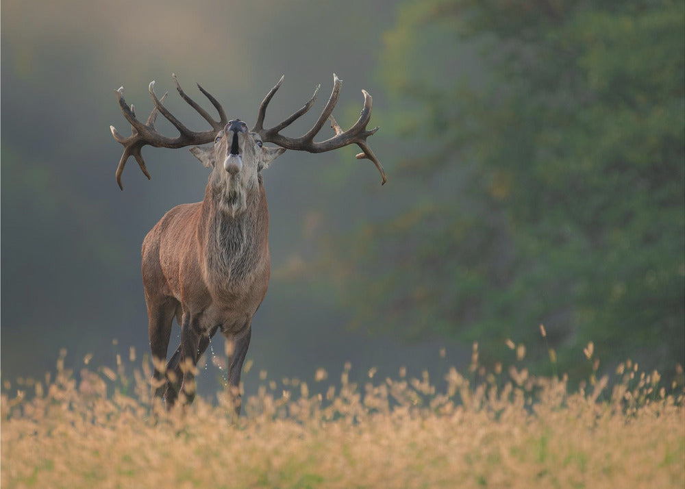 Deer wedding Song | Canvas