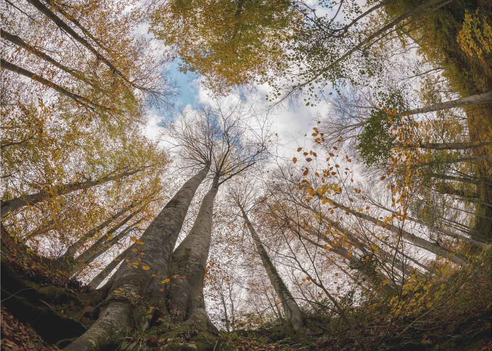 Wald | Poster