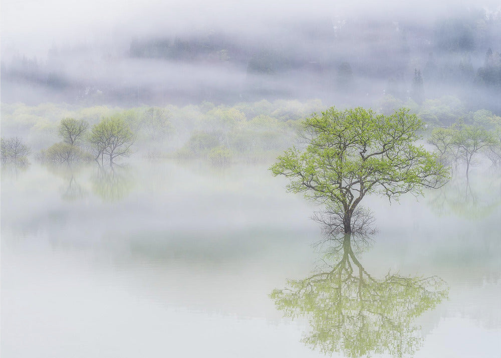 Dreamy tree | Poster