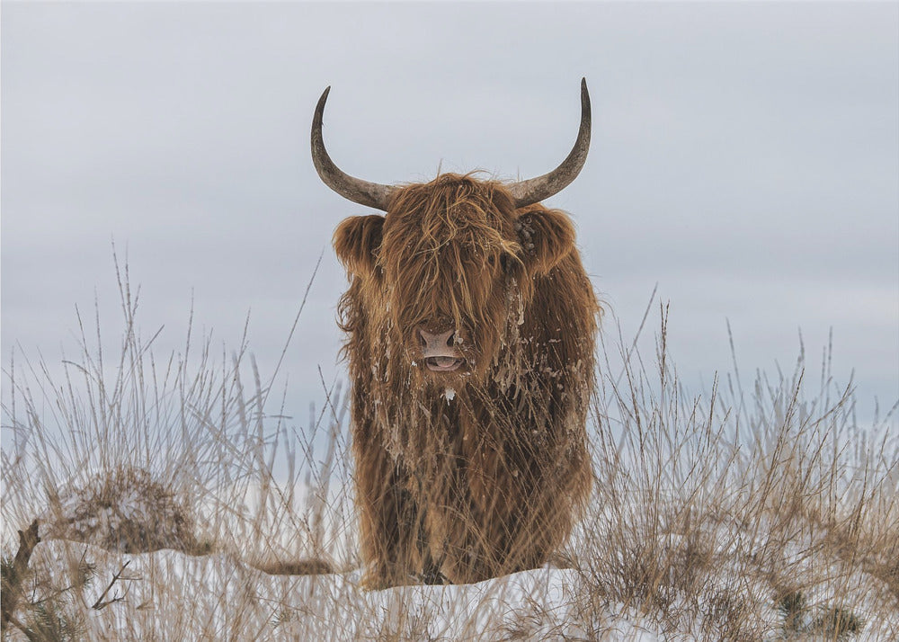 Highlander im Schnee | Leinwand