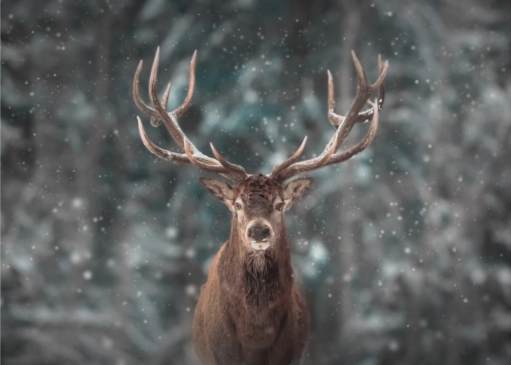 Deer King | Canvas