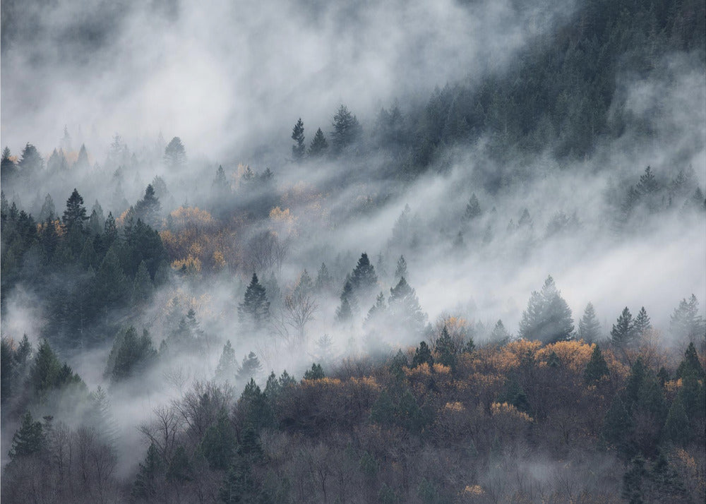 A path of the fog | Poster