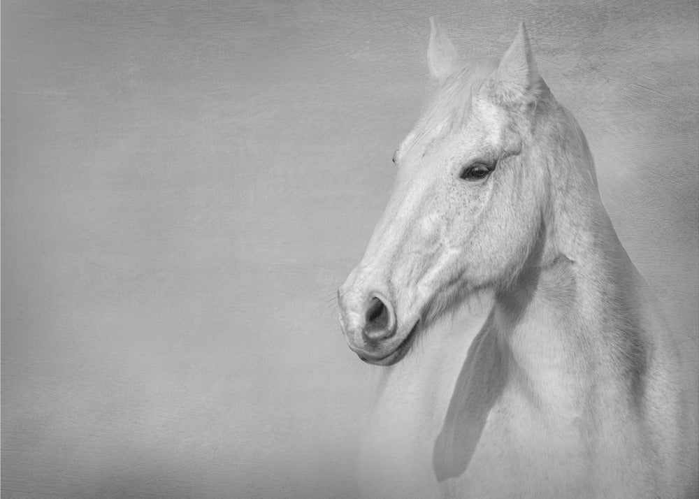 The Grey Horse | Canvas