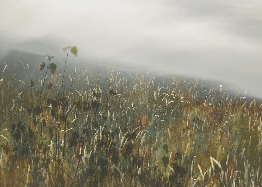 Im Feld | Leinwand