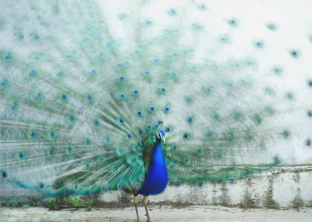 Peacock | Canvas