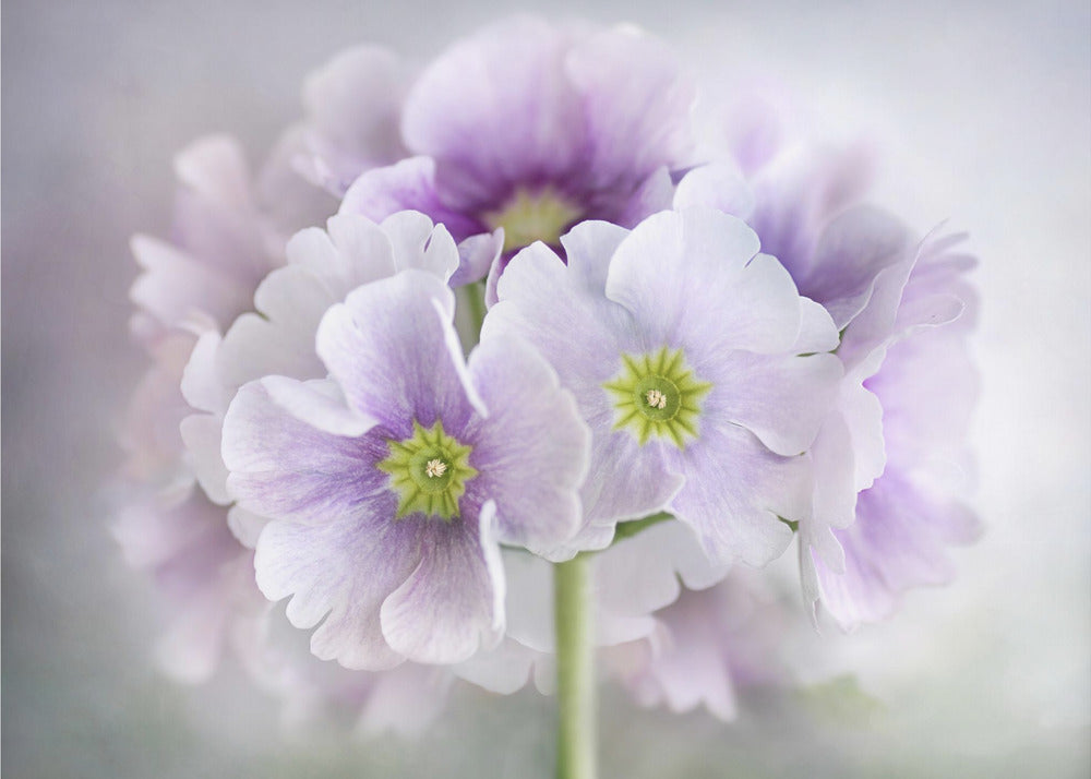 Primula | Canvas
