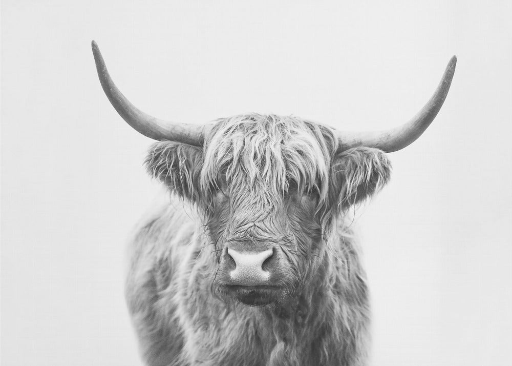 Highland Bull | Canvas