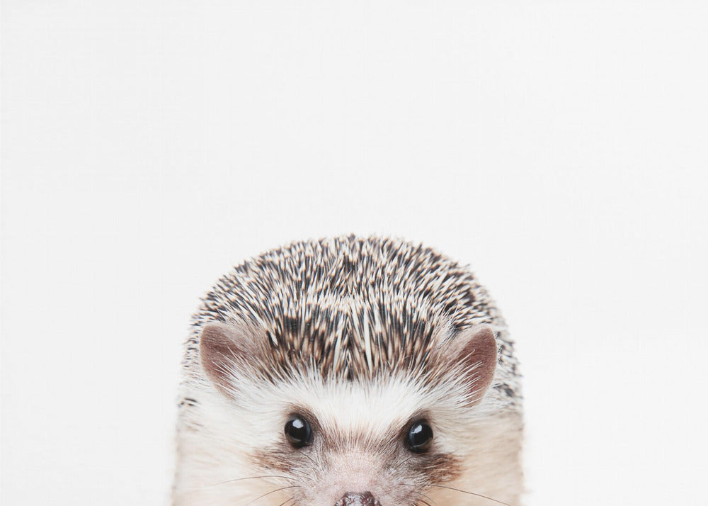 Guckender Igel | Poster