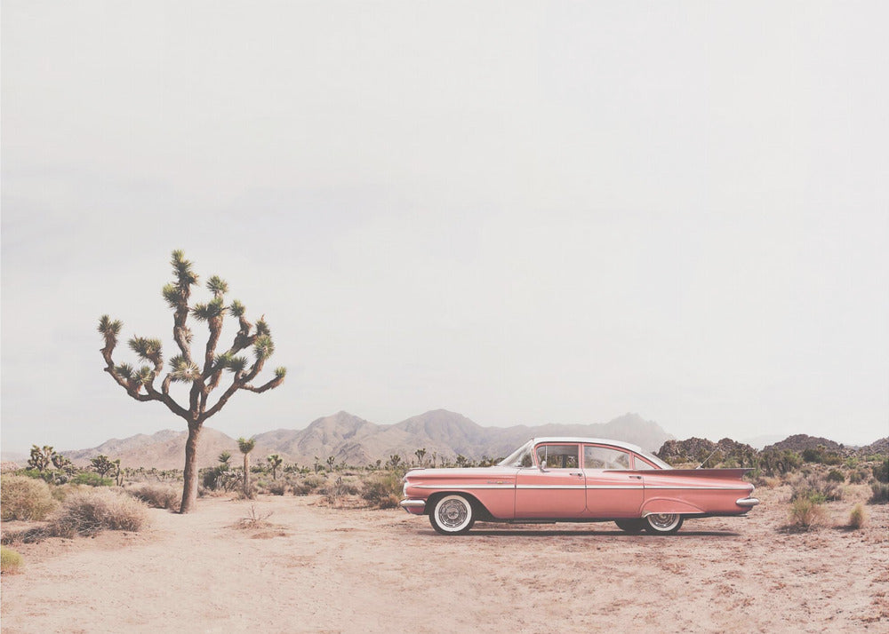 In the desert | Wallpaper