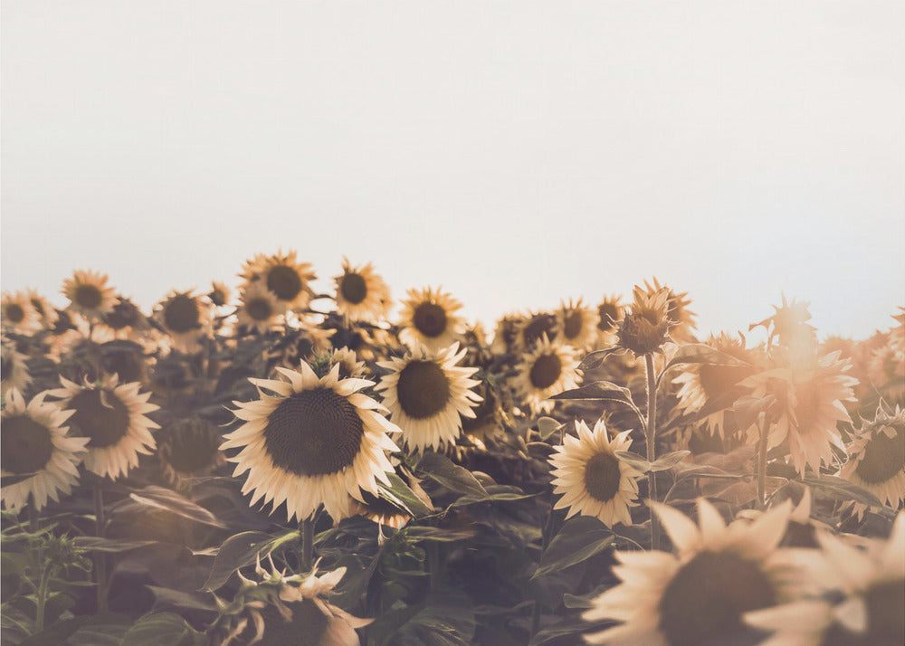 Sunflowers | Canvas