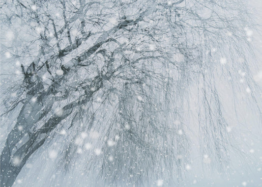 Winterbaum | Leinwand