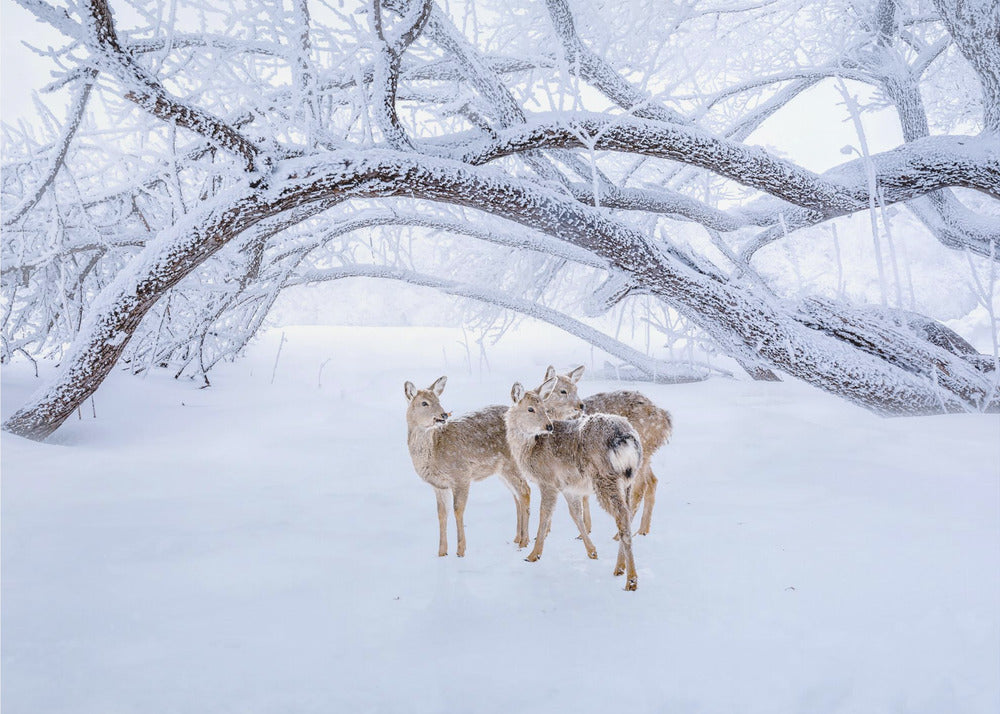 Deers' Walk in Snow | Canvas